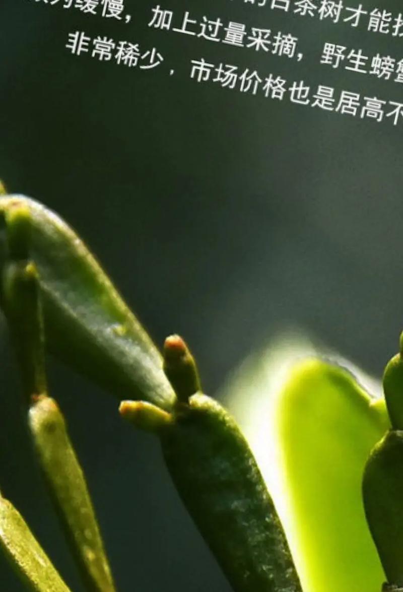 螃蟹爪花的养殖要点是什么？如何防止烂根？