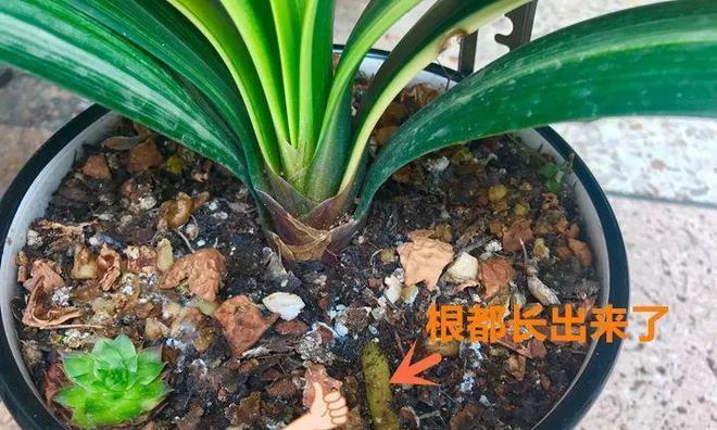 螃蟹爪花的养殖要点是什么？如何防止烂根？