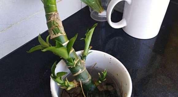 水养富贵竹的繁殖技巧有哪些？如何快速繁殖？