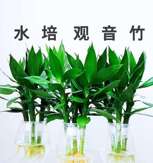 水养富贵竹的繁殖技巧有哪些？如何快速繁殖？