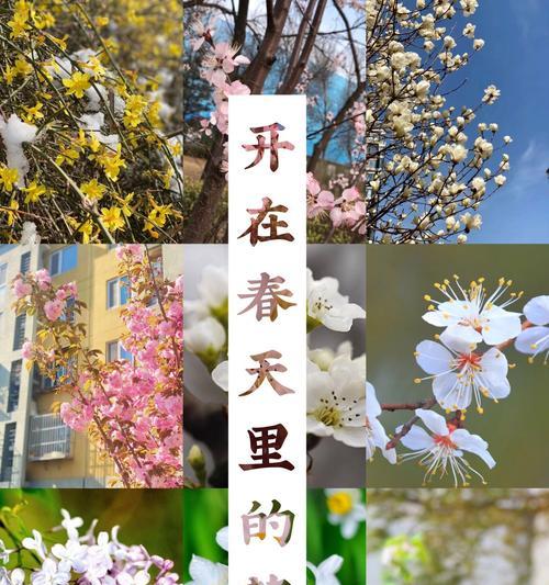 春季里开放的花有哪些？它们对春天的意义是什么？