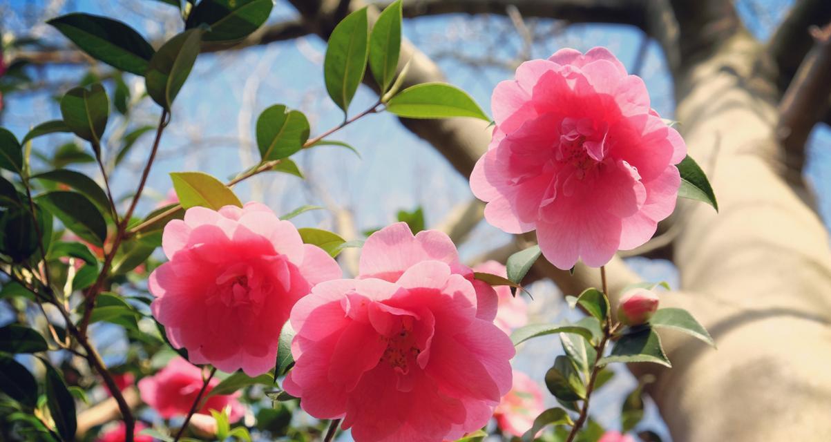 春季里开放的花有哪些？它们对春天的意义是什么？