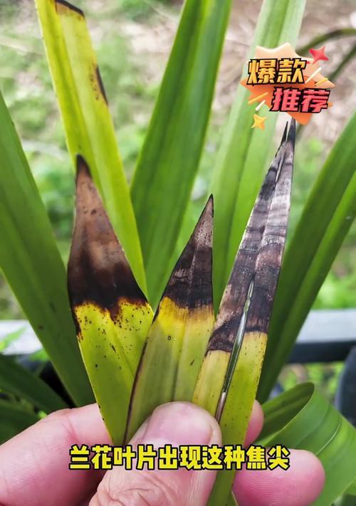 兰花品种叶片有何不同？如何根据叶片选择兰花品种？
