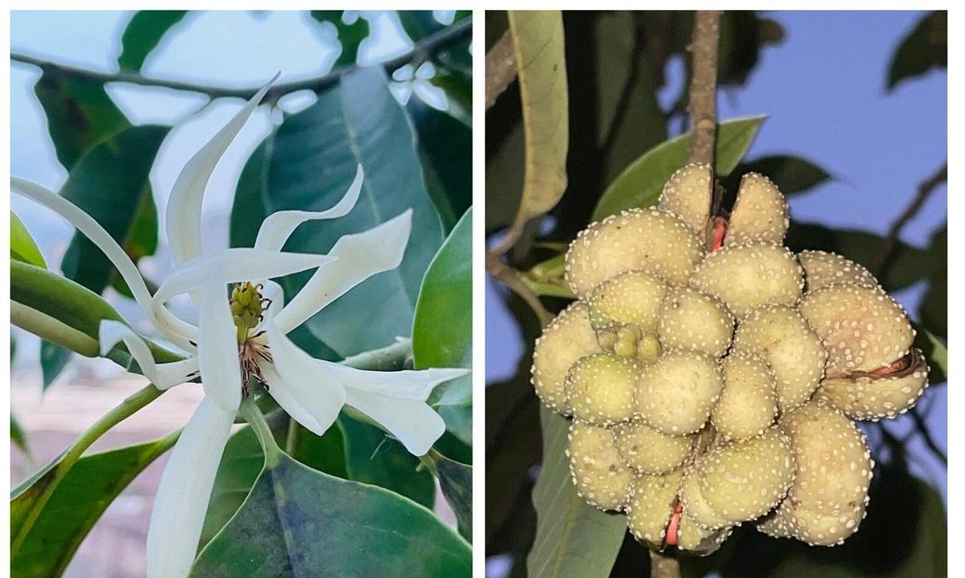 白玉兰花的养殖方法有哪些？