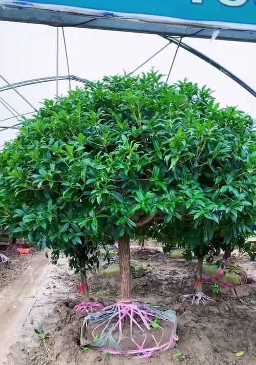 北方桂花品种特点？如何种植？