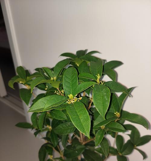 北方桂花品种特点？如何种植？