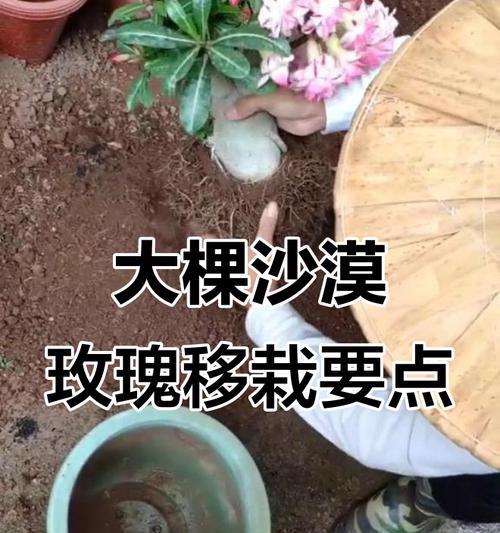 沙漠玫瑰修剪技巧是什么？如何正确进行沙漠玫瑰的修剪？