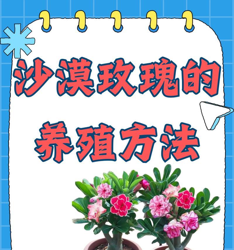 沙漠玫瑰修剪技巧是什么？如何正确进行沙漠玫瑰的修剪？