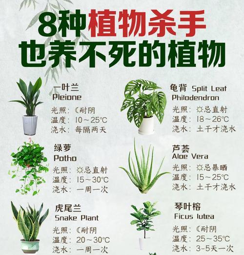 养花的秘诀是什么？怎样才能把花养得更好？
