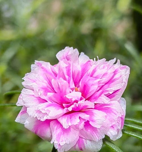 养花的秘诀是什么？怎样才能把花养得更好？