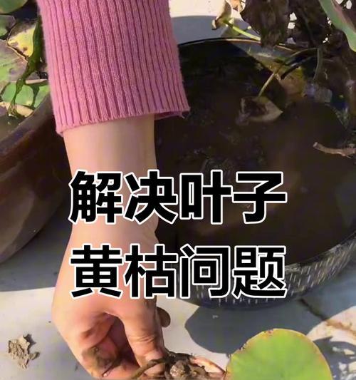 老叶子发黄的处理方法有哪些？
