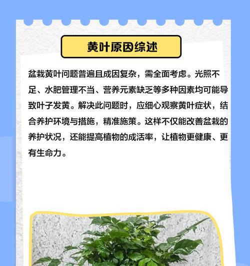 老叶子发黄的处理方法有哪些？