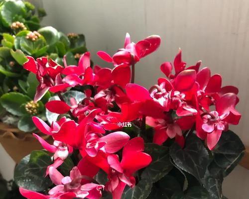 仙客来生虫了怎么办？如何有效防治？