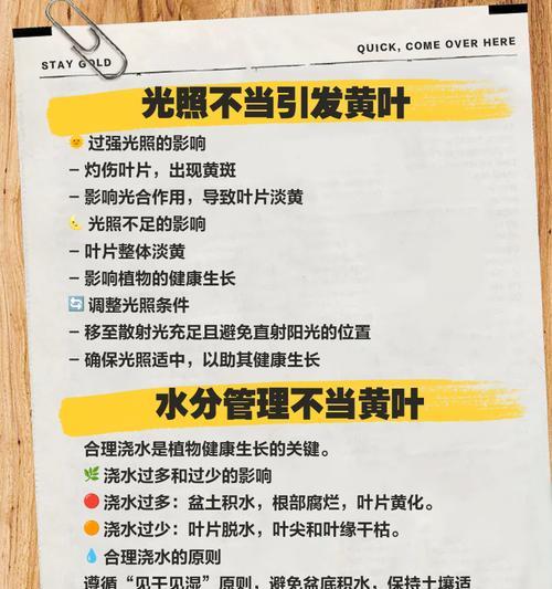 君子兰叶片干燥的原因及处理方法？