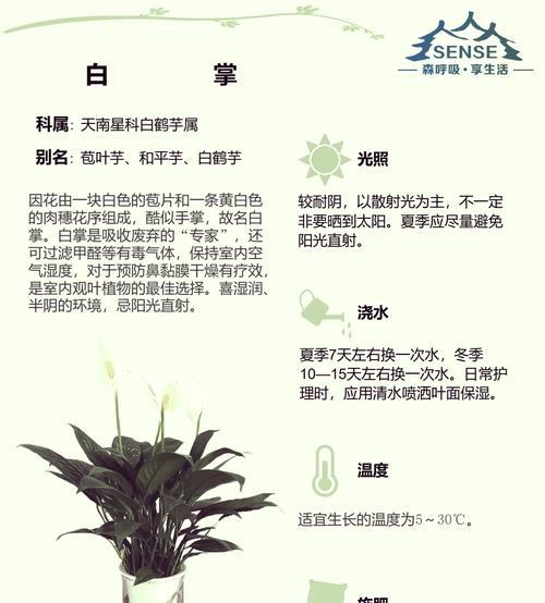 白掌叶子发黑怎么办？找出原因并解决的方法？