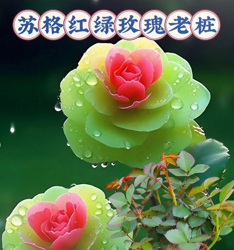 绿色玫瑰花有哪些品种？如何选择和养护绿色玫瑰花？