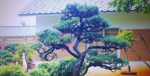 盆景养护技巧有哪些？如何正确养护盆景？
