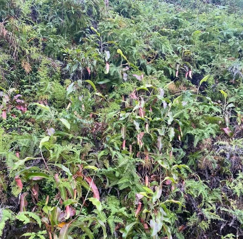 龙爪花的养殖方法是什么？
