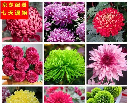 菊花有多少种颜色？如何分类？