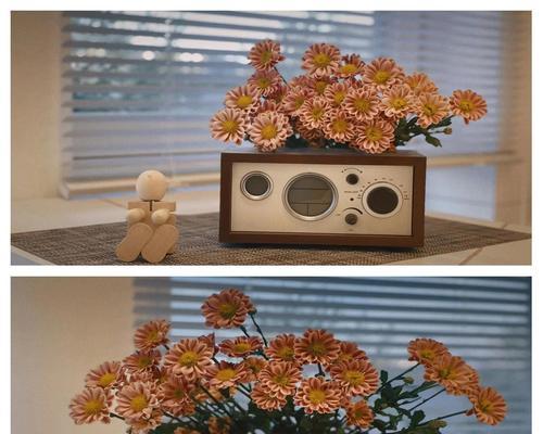 太阳菊的正确养殖方法是什么？