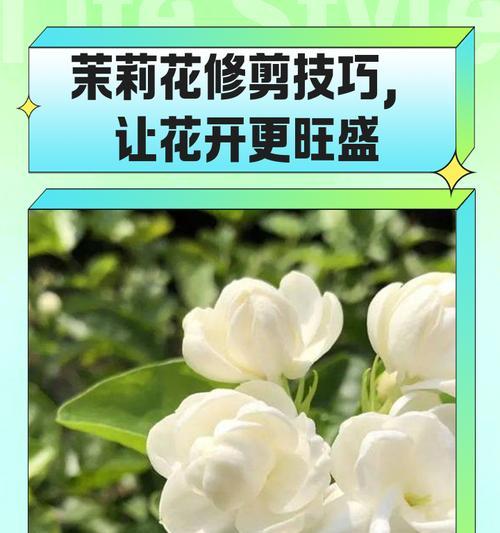 茉莉花修剪的最佳时机是什么时候？修枝步骤详解？