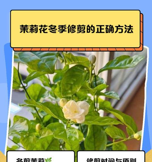 茉莉花修剪的最佳时机是什么时候？修枝步骤详解？