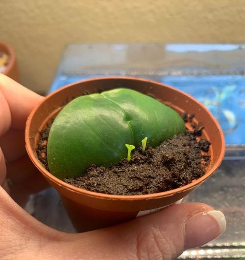 椒草分株方法是什么？如何正确进行椒草分株？