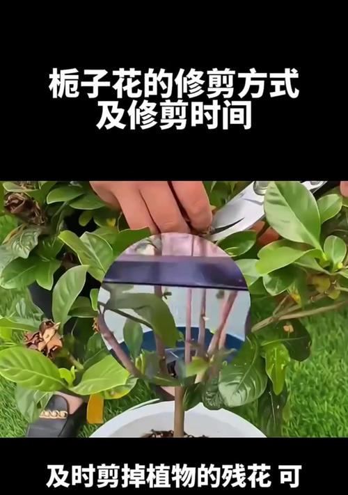 栀子花扦插的正确步骤是什么？