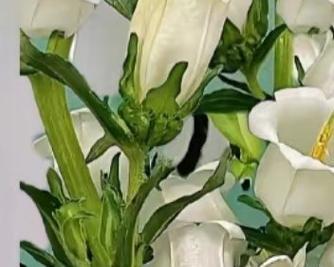 迷你小风铃花的种植技巧是什么？