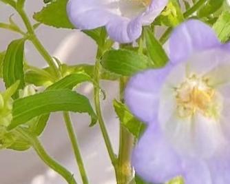 迷你小风铃花的种植技巧是什么？