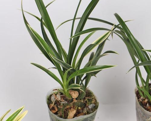 盆栽兰花有哪些品种？盆栽兰花品种的选购和养护指南是什么？