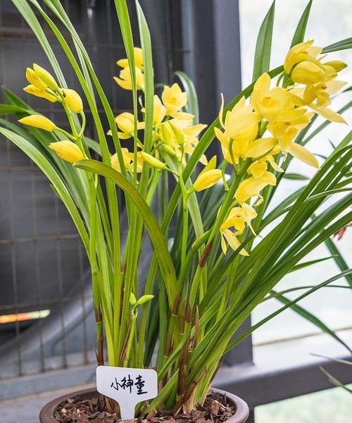 盆栽兰花有哪些品种？盆栽兰花品种的选购和养护指南是什么？