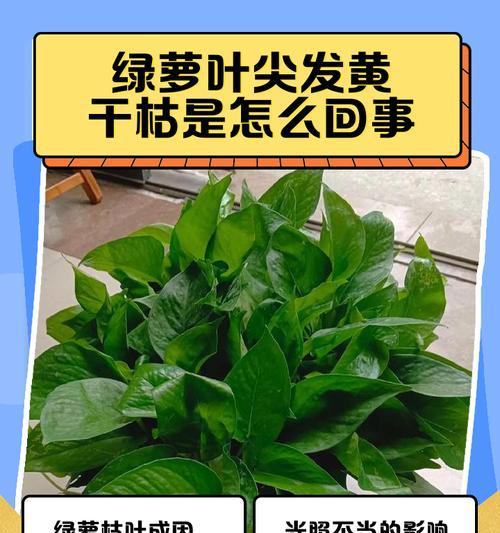 大绿萝叶子黄了怎么办？如何让绿萝恢复生机？