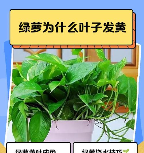 大绿萝叶子黄了怎么办？如何让绿萝恢复生机？