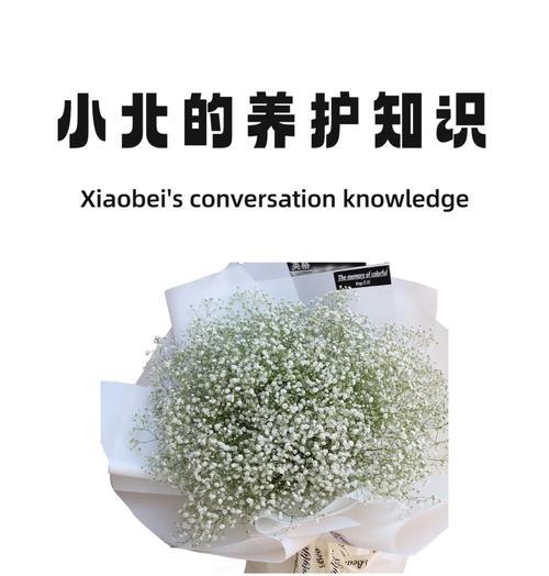 满天星养殖的常见问题？