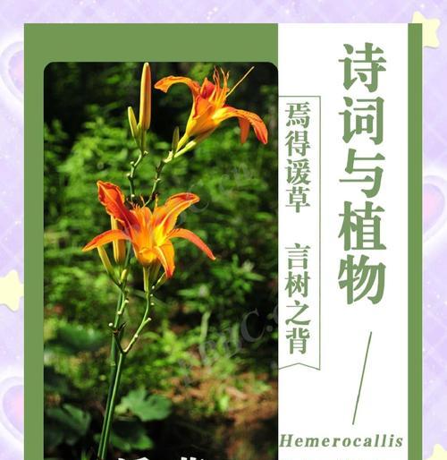忘忧草的养殖要点是什么？如何养好忘忧草？