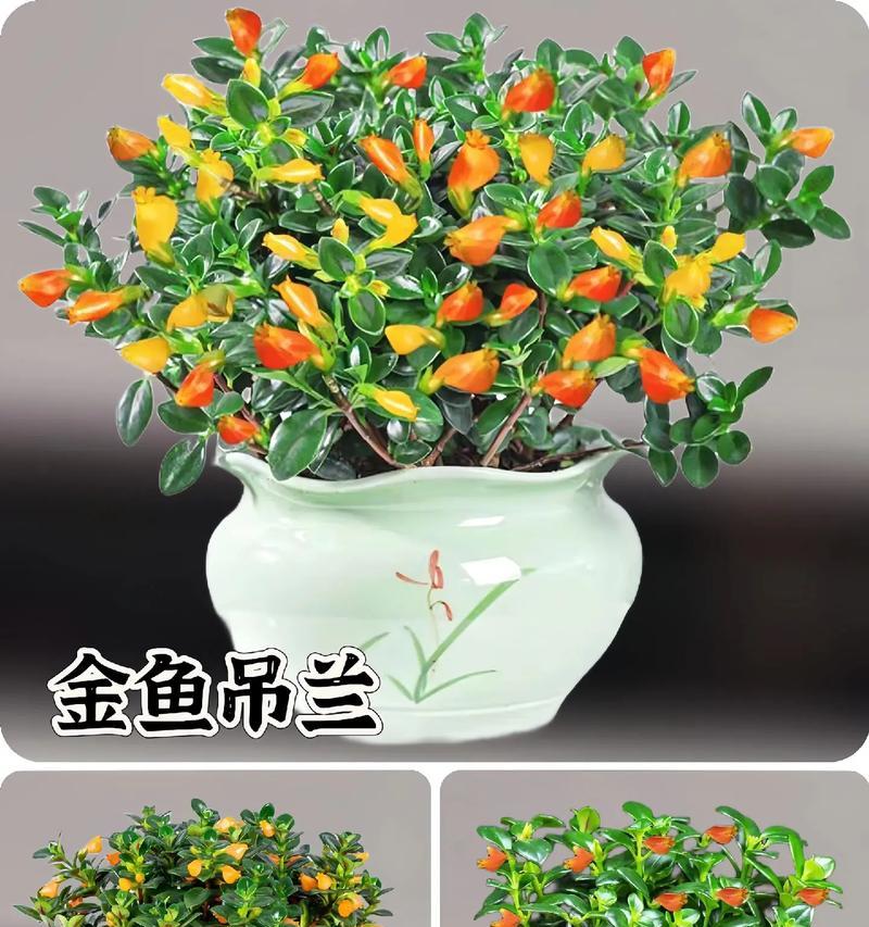 吊兰开花是什么兆头？吊兰开花的含义有哪些？