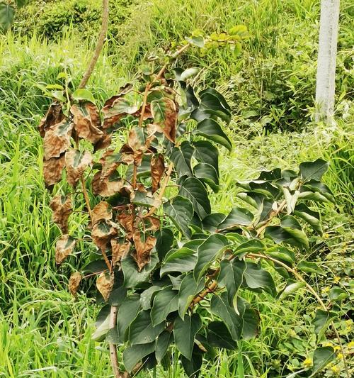 植物叶子焦边是什么原因造成的？