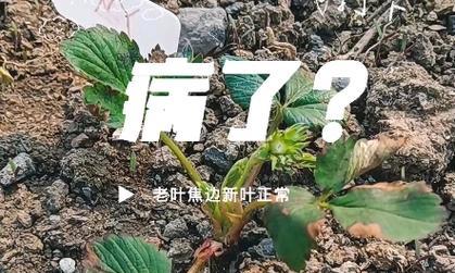 植物叶子焦边是什么原因造成的？