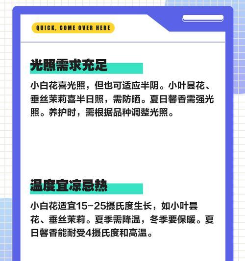 白花小松的养护要点是什么？如何保持其良好生长状态？