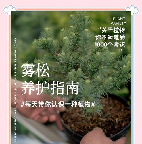 白花小松的养护要点是什么？如何保持其良好生长状态？