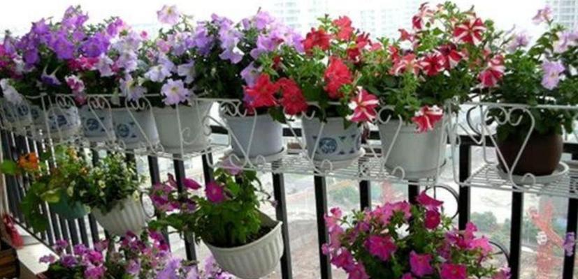 矮牵牛花的播种和养护技巧是什么？
