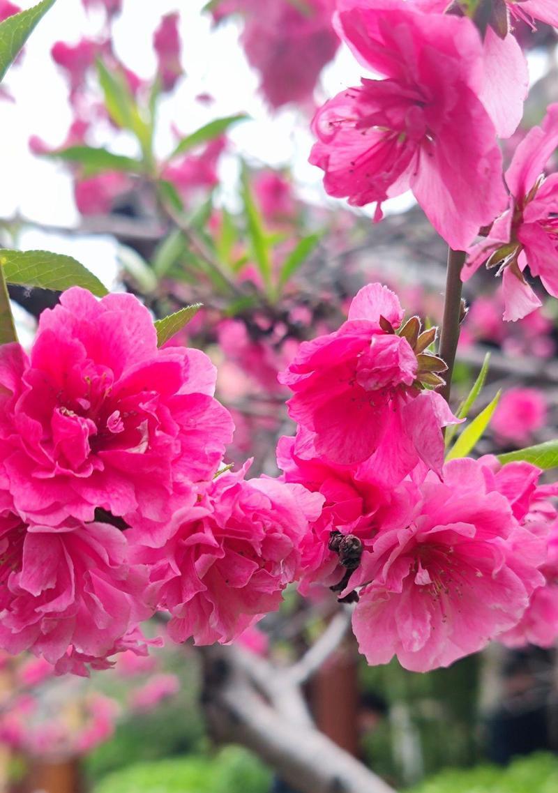 太原地区春季适宜种植哪些花卉？
