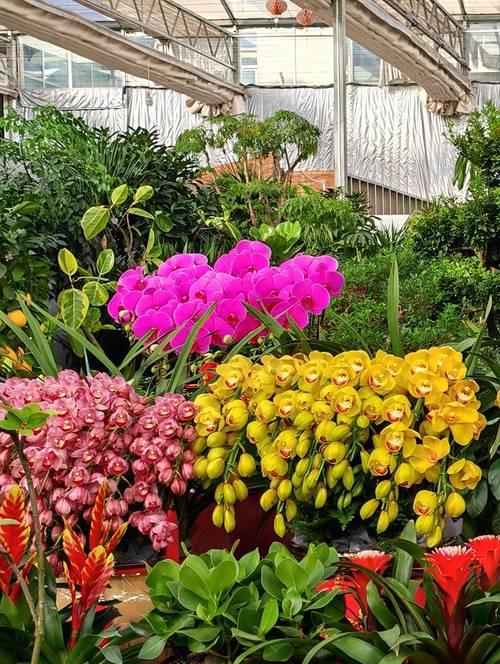 太原地区春季适宜种植哪些花卉？