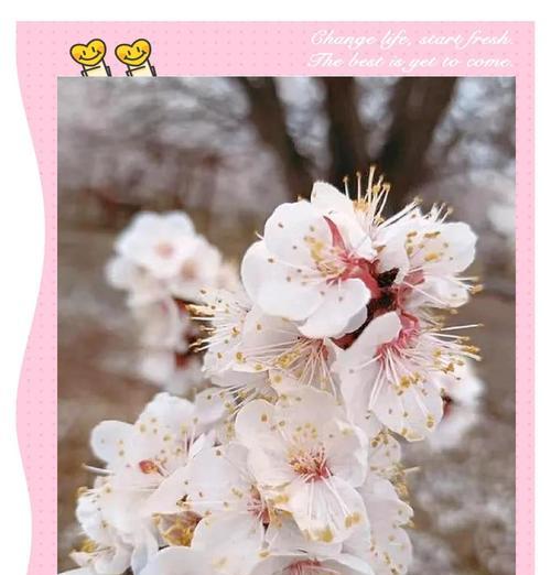 太原地区春季适宜种植哪些花卉？