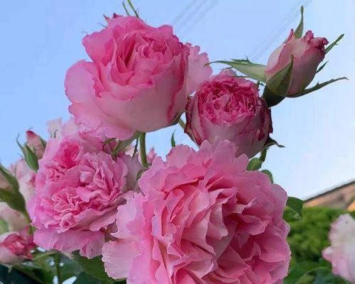 哪三个月季品种最适合家庭种植？它们的花期和特点是什么？