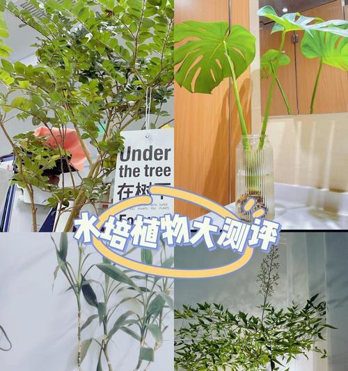 水培花卉换水的正确方法和频率？