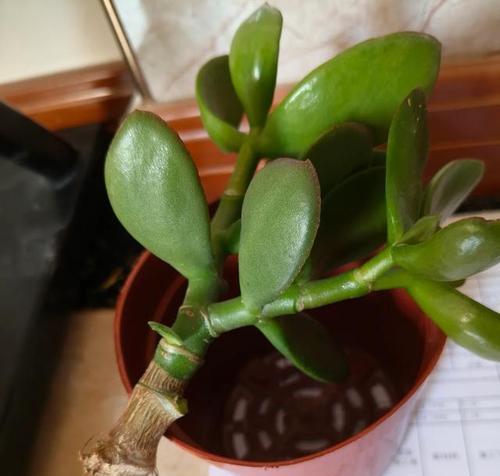 燕子掌的日常护理需要注意什么？