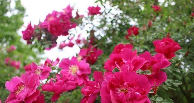 丽水市的市花是什么？丽水市花的象征意义是什么？