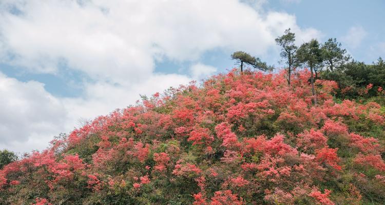 丽水市的市花是什么？丽水市花的象征意义是什么？